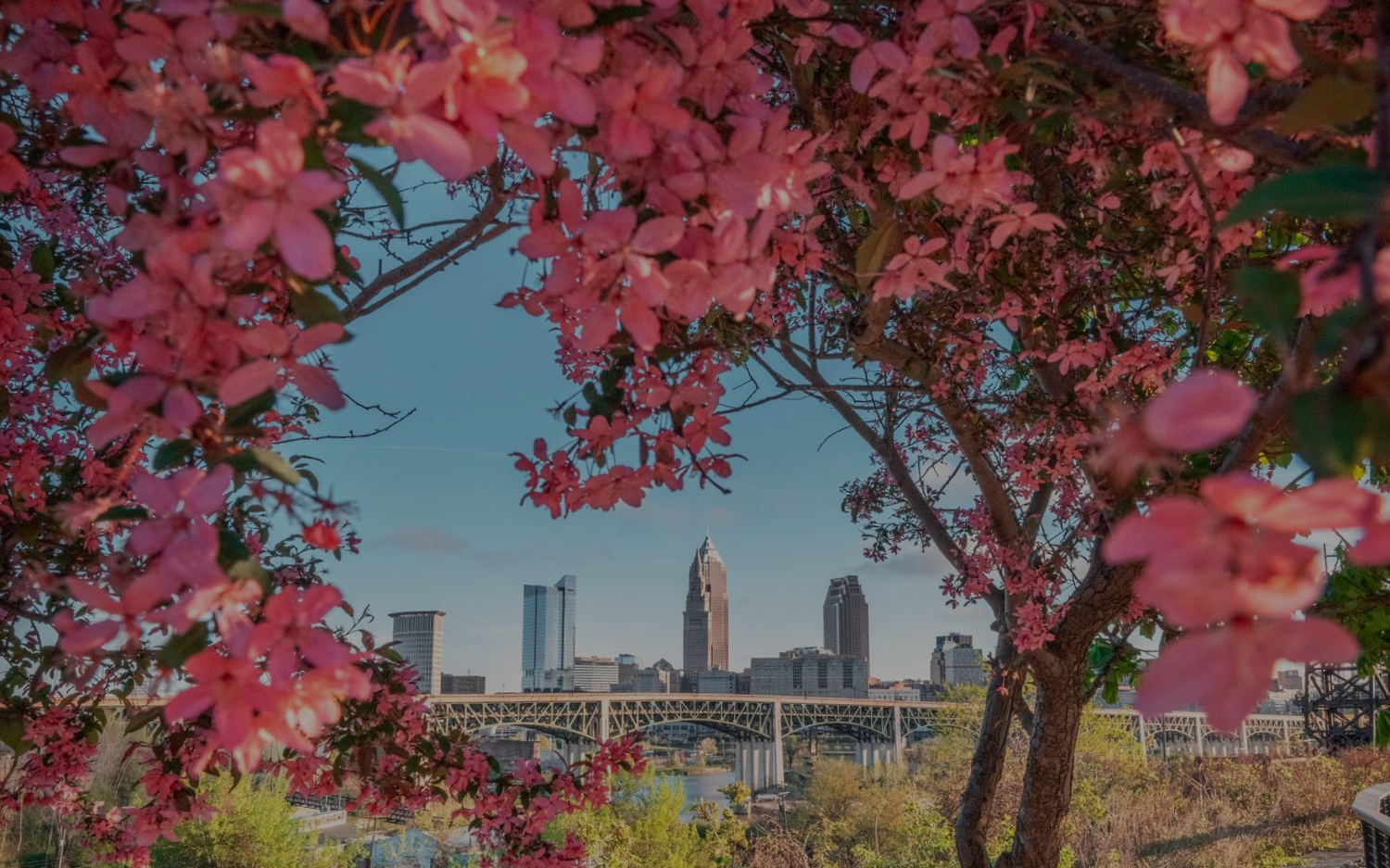 Pink flowering tree branches frame a distant cityscape featuring tall buildings and an arched bridge over a river, all under a clear blue sky.
