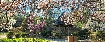 A wooden gazebo stands among vibrant pink and white magnolia trees in full bloom within a sunny, green park under a clear blue sky.