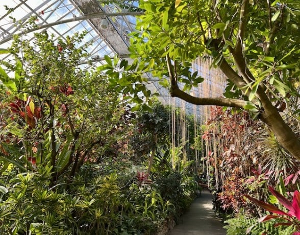 Lush tropical plants grow profusely, creating a vibrant indoor garden under a glass greenhouse roof, with a narrow winding path visible through the foliage.