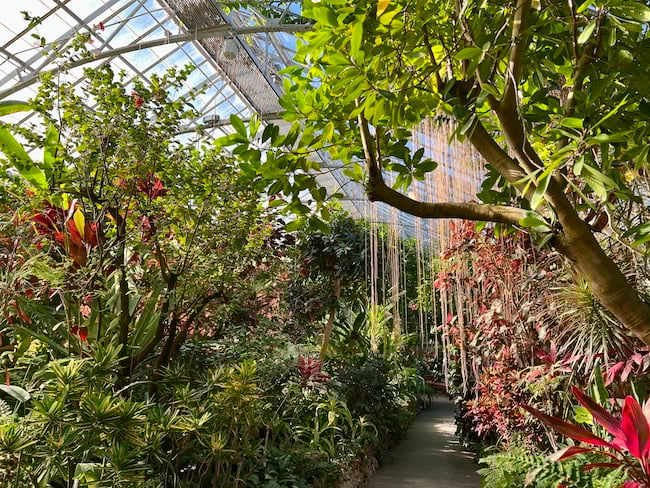 Lush tropical plants grow profusely, creating a vibrant indoor garden under a glass greenhouse roof, with a narrow winding path visible through the foliage.