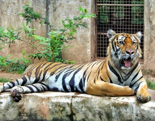 A large tiger lies on a concrete ledge, mouth agape showing its tongue, facing right. Behind it are a concrete wall with a metal-grate window and green foliage.