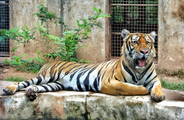 A large tiger lies on a concrete ledge, mouth agape showing its tongue, facing right. Behind it are a concrete wall with a metal-grate window and green foliage.