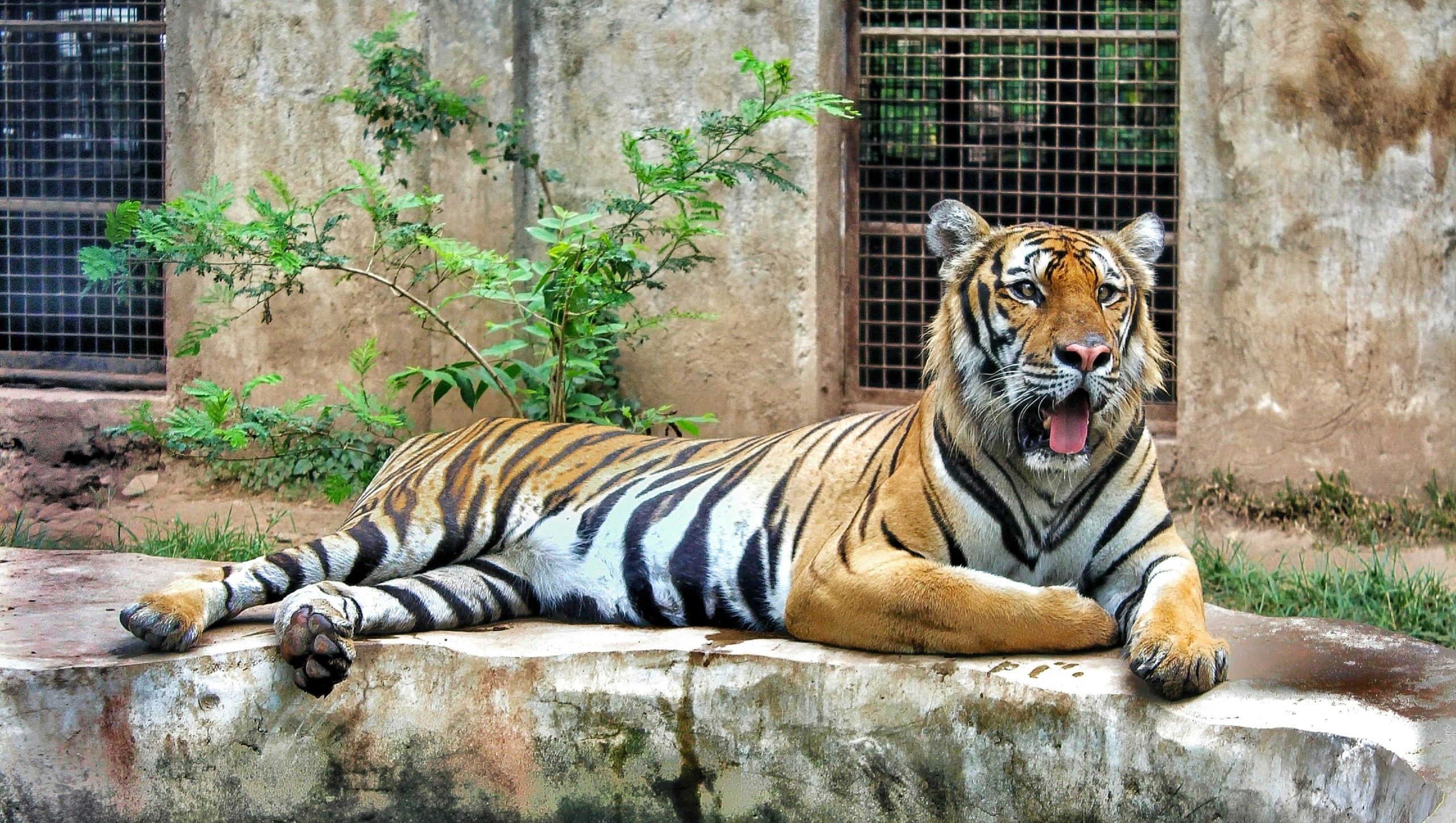 A large tiger lies on a concrete ledge, mouth agape showing its tongue, facing right. Behind it are a concrete wall with a metal-grate window and green foliage.
