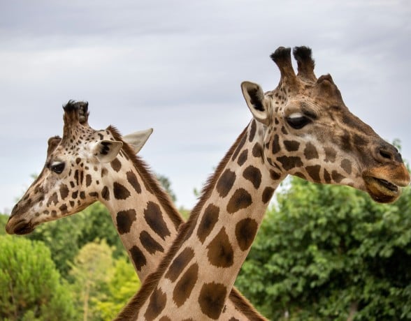 Two giraffes, with dappled brown and cream fur, have their necks crossing, facing opposite directions against a cloudy sky and green trees.