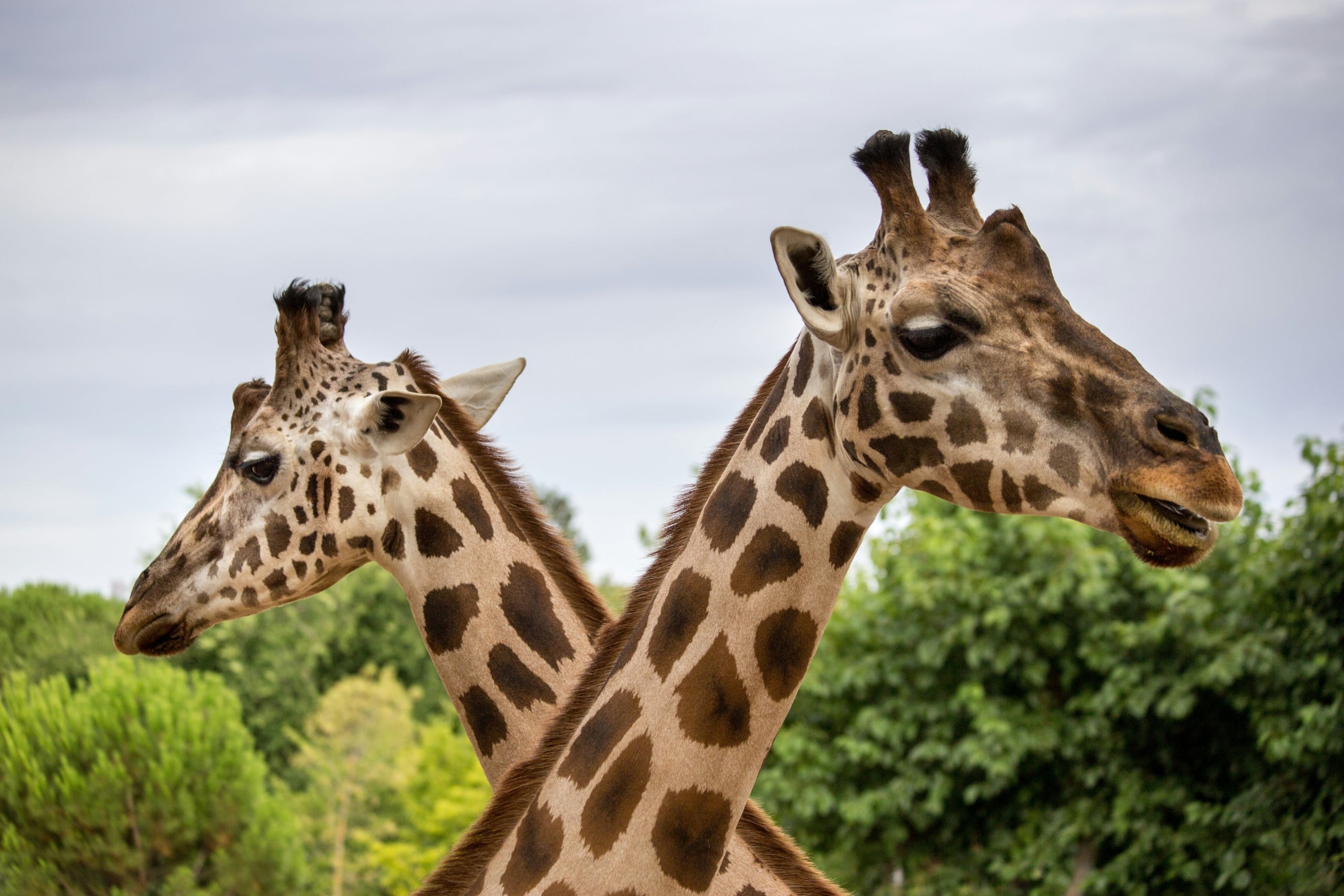 Two giraffes, with dappled brown and cream fur, have their necks crossing, facing opposite directions against a cloudy sky and green trees.