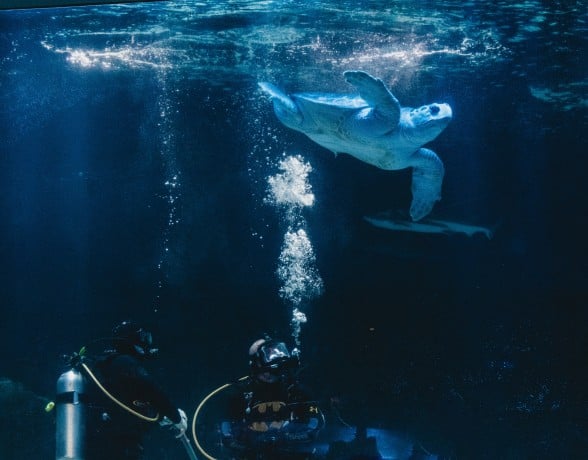 A large pale blue sea turtle swims towards sunlit water, observed by two divers exhaling bubbles. A shark is visible in the deep blue depths. One diver wears "BATMAN," "Under Armour," and "THARPE"; the other wears "TUSA."