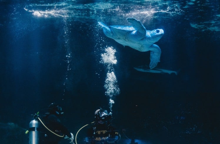 A large pale blue sea turtle swims towards sunlit water, observed by two divers exhaling bubbles. A shark is visible in the deep blue depths. One diver wears "BATMAN," "Under Armour," and "THARPE"; the other wears "TUSA."