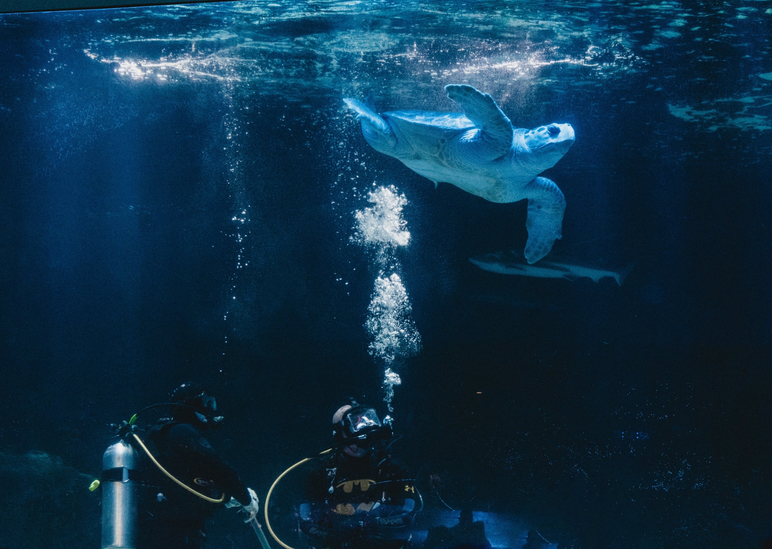 A large pale blue sea turtle swims towards sunlit water, observed by two divers exhaling bubbles. A shark is visible in the deep blue depths. One diver wears "BATMAN," "Under Armour," and "THARPE"; the other wears "TUSA."